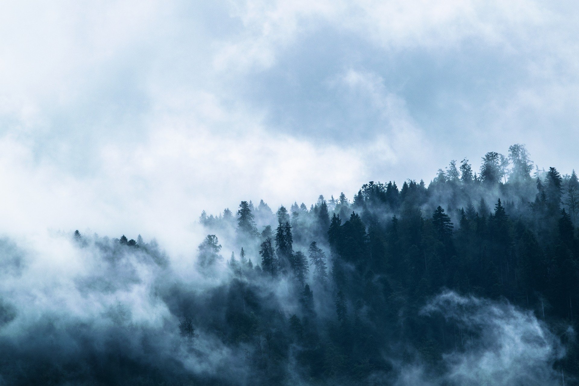 Fog in forest