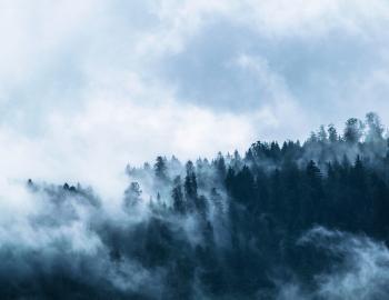 Fog in forest